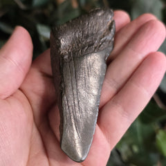 Megalodon Tooth i (3.5