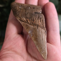 Megalodon Tooth K (3.25