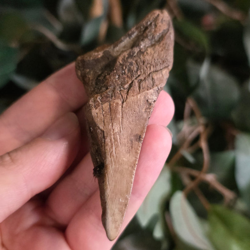 Megalodon Tooth K (3.25")