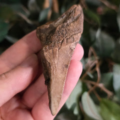 Megalodon Tooth K (3.25