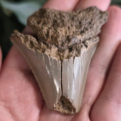 Megalodon Tooth N (2.5