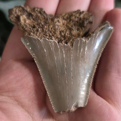Megalodon Tooth N (2.5