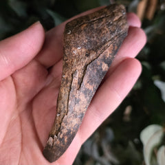 Megalodon Tooth O (4.25