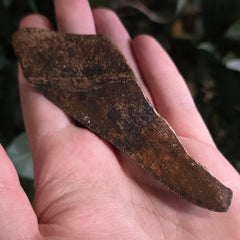 Megalodon Tooth O (4.25