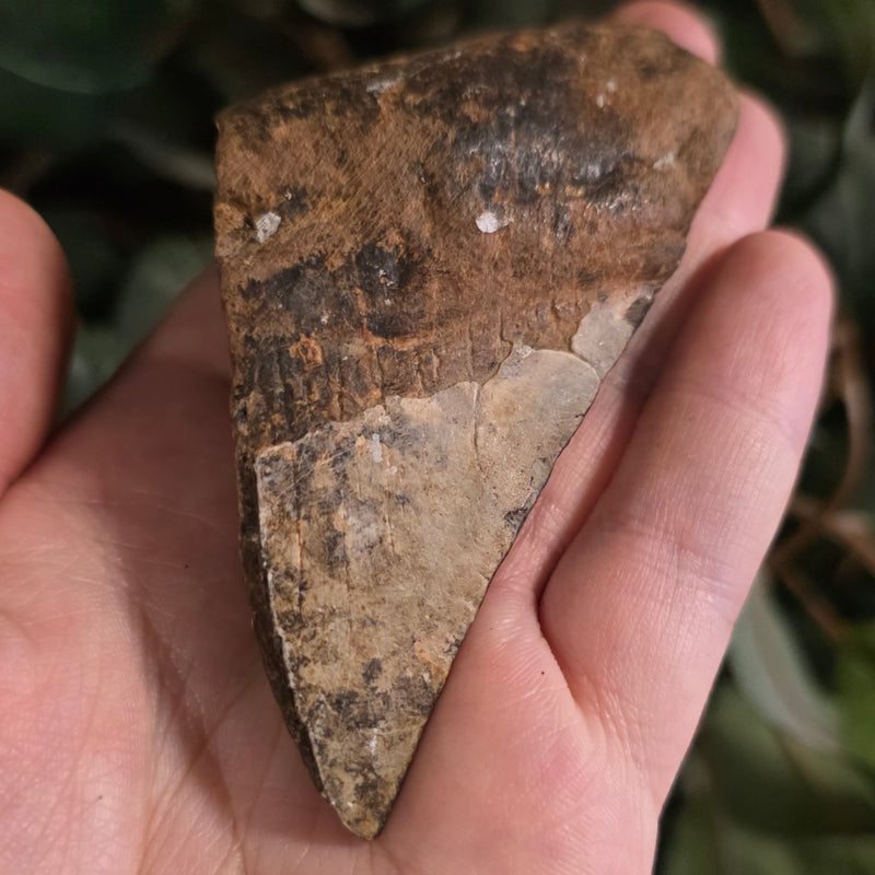 Megalodon Tooth P (3.5")