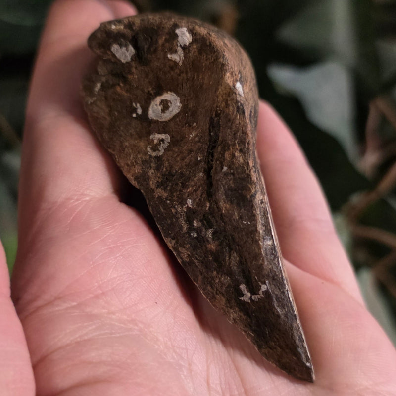 Megalodon Tooth P (3.5")
