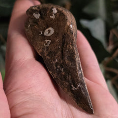 Megalodon Tooth P (3.5