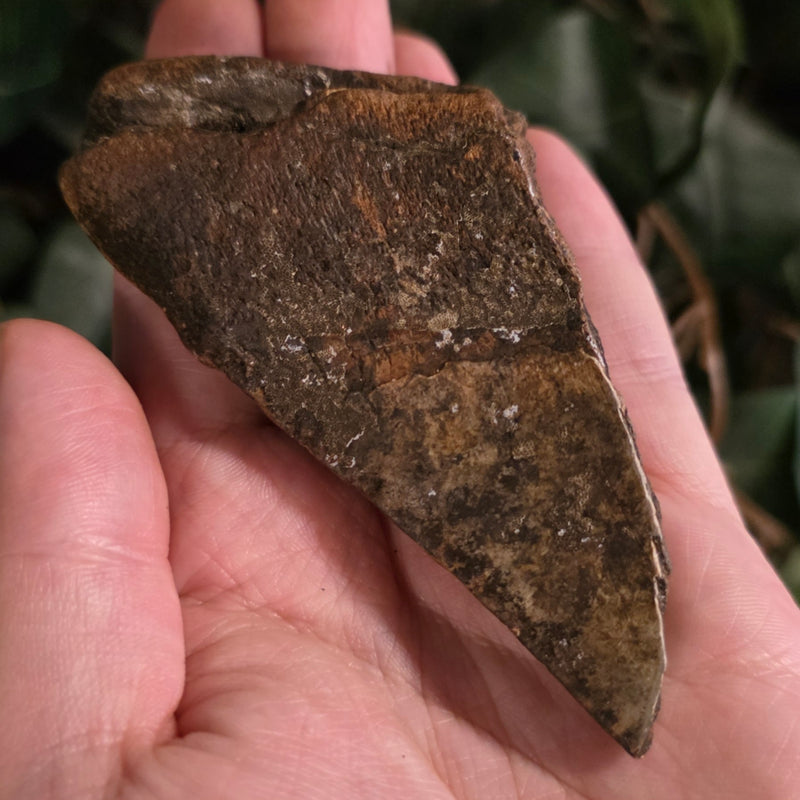 Megalodon Tooth P (3.5")