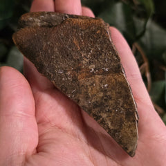 Megalodon Tooth P (3.5