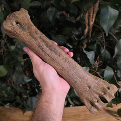 Bison Fossil Leg Bone G