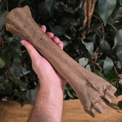 Bison Fossil Leg Bone G