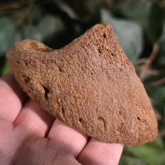 Bison Fossil Toe Bone A