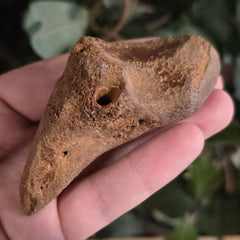 Bison Fossil Toe Bone A