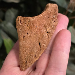 Bison Fossil Toe Bone B