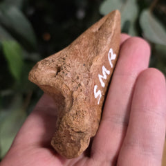 Bison Fossil Toe Bone B