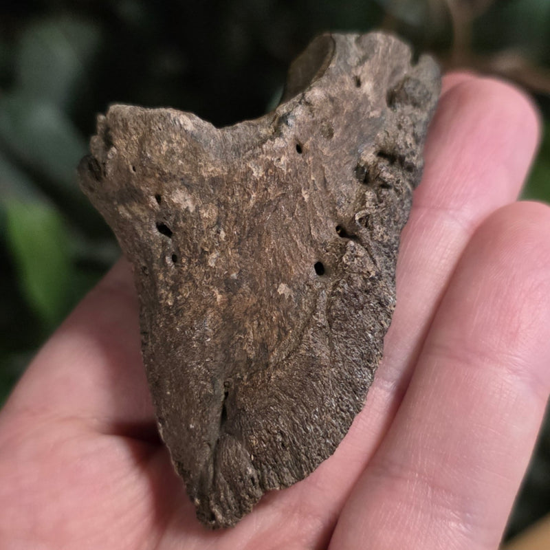 Bison Fossil Toe Bone C