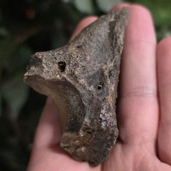 Bison Fossil Toe Bone C
