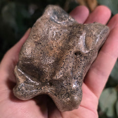 Bison Fossil Ankle Bone (Talus) A