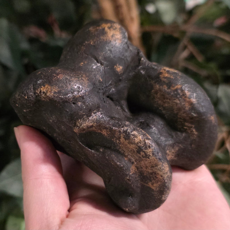 Bison Fossil Ankle Bone (Talus) B
