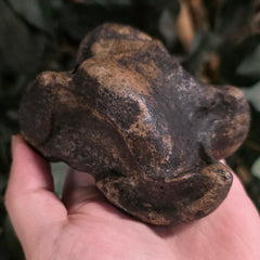 Bison Fossil Ankle Bone (Talus) B
