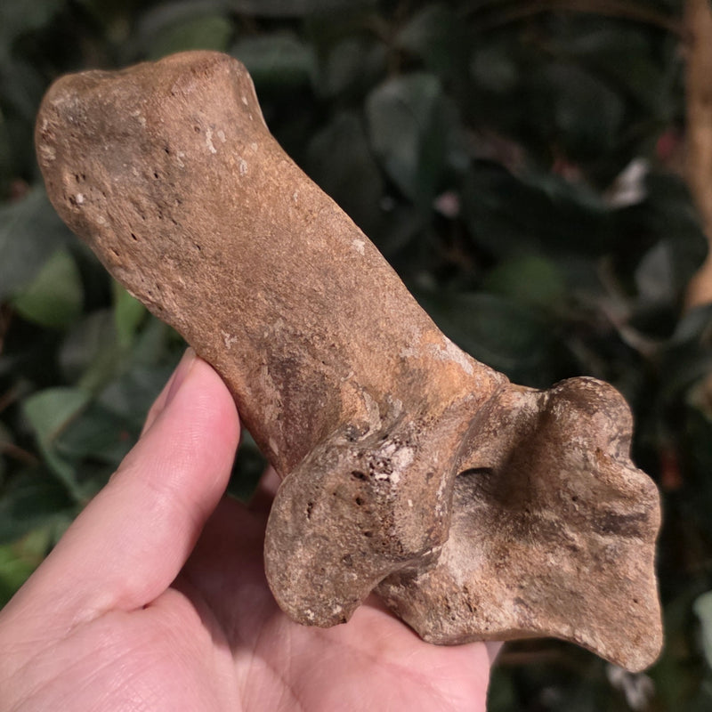 Bison Fossil Heel Bone A
