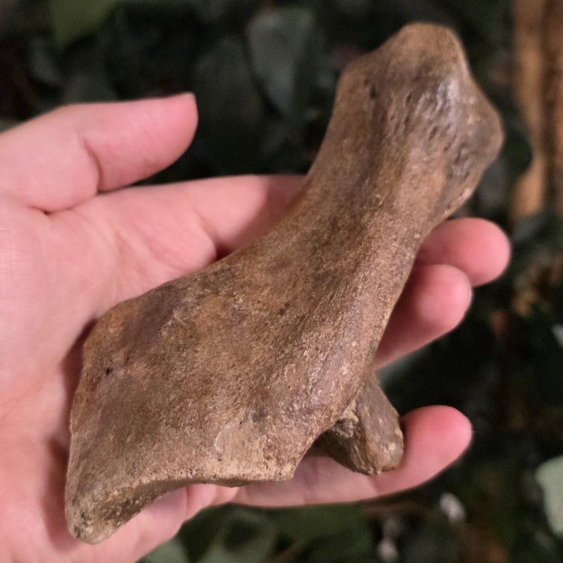 Bison Fossil Heel Bone A