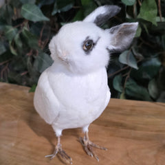 Birdbun Taxidermy (Bunny x Pigeon)