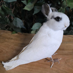 Birdbun Taxidermy (Bunny x Pigeon)