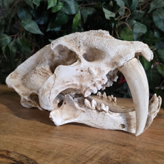 Sabertooth Cat Skull (REPLICA)