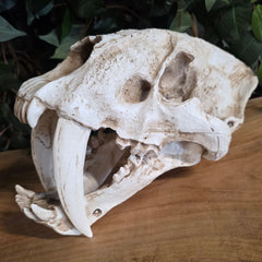 Sabertooth Cat Skull (REPLICA)