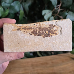 Fossil Knightia Fish, B