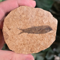 Fossil Knightia Fish F