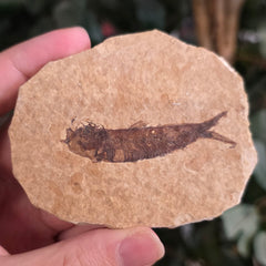 Fossil Knightia Fish J