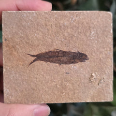 Fossil Knightia Fish, M