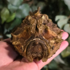 Anglerfish Taxidermy