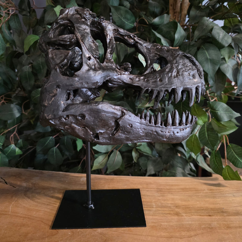 Tyrannosaurus Rex Dinosaur Skull (Tabletop Replica)