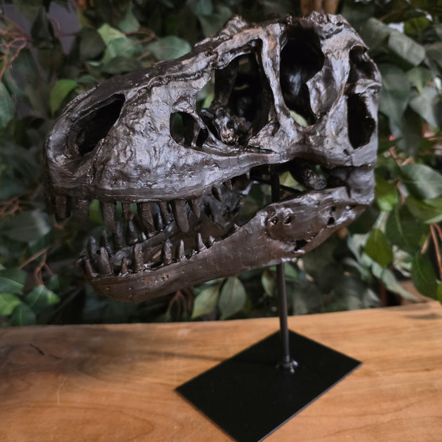 Tyrannosaurus Rex Dinosaur Skull (Tabletop Replica) | SkullStore Inc.