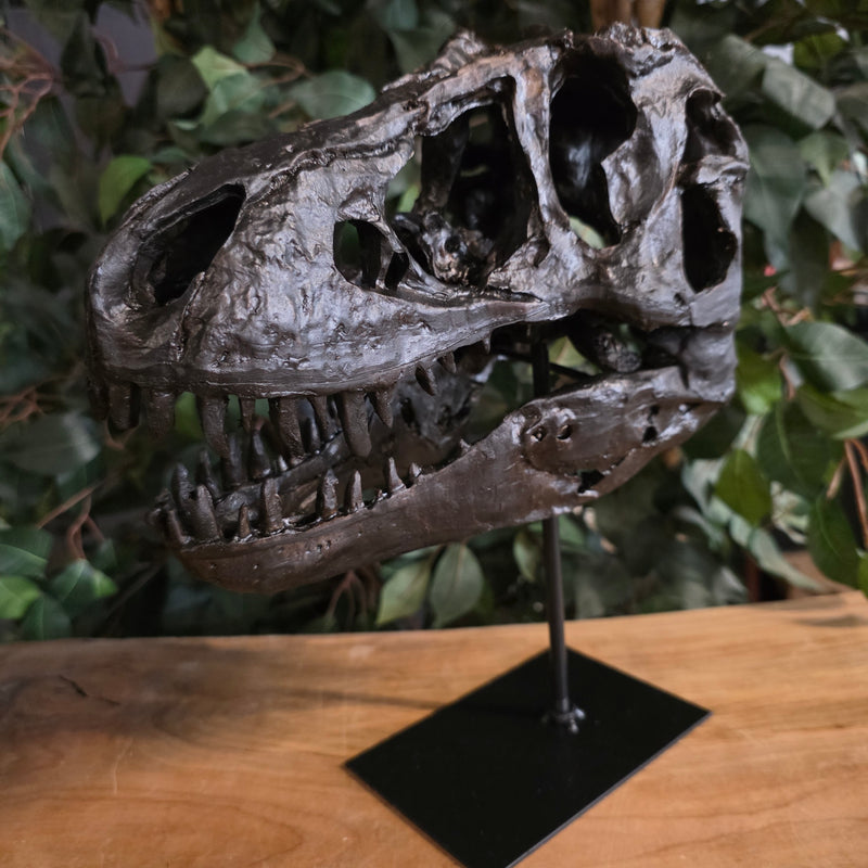 Tyrannosaurus Rex Dinosaur Skull (Tabletop Replica)
