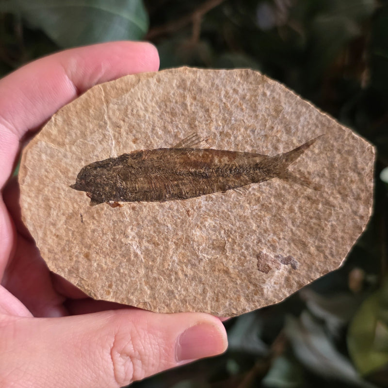 Fossil Knightia Fish, M