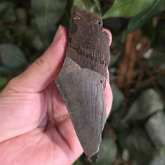 Megalodon Tooth C (4.25