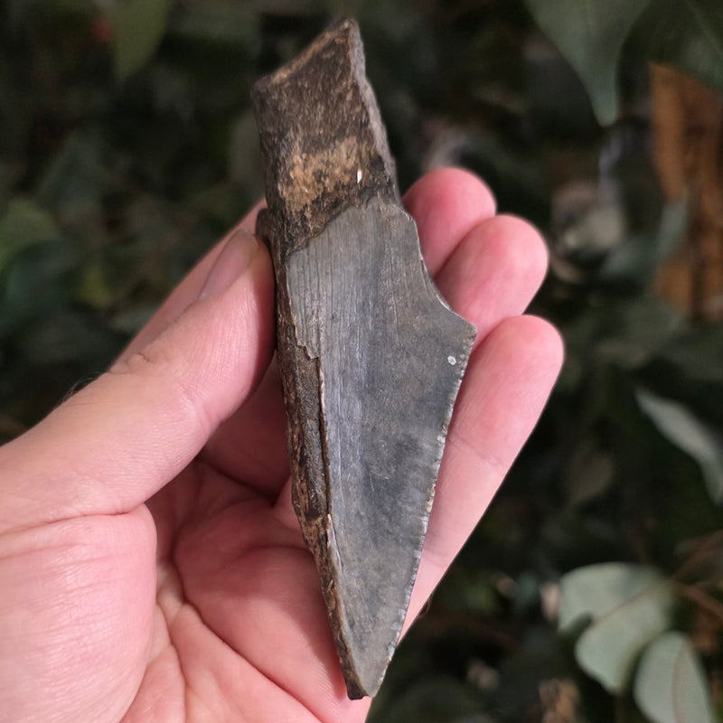 Megalodon Tooth C (4.25")