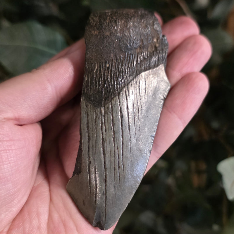 Megalodon Tooth D (4")