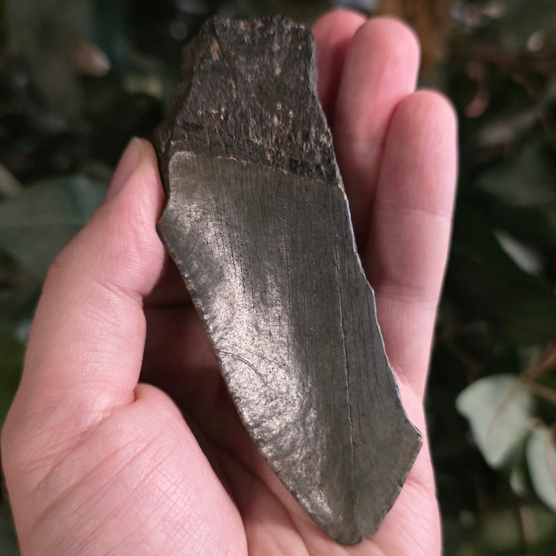 Megalodon Tooth D (4")