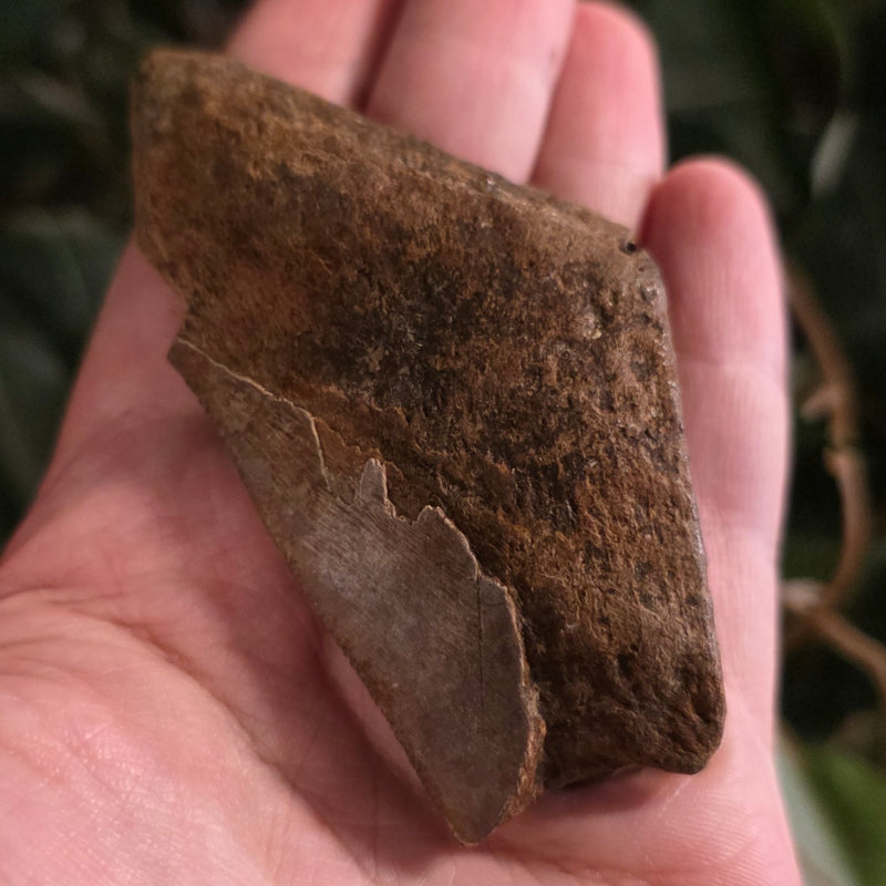 Megalodon Tooth N (3.25")