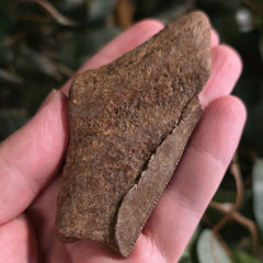 Megalodon Tooth N (3.25