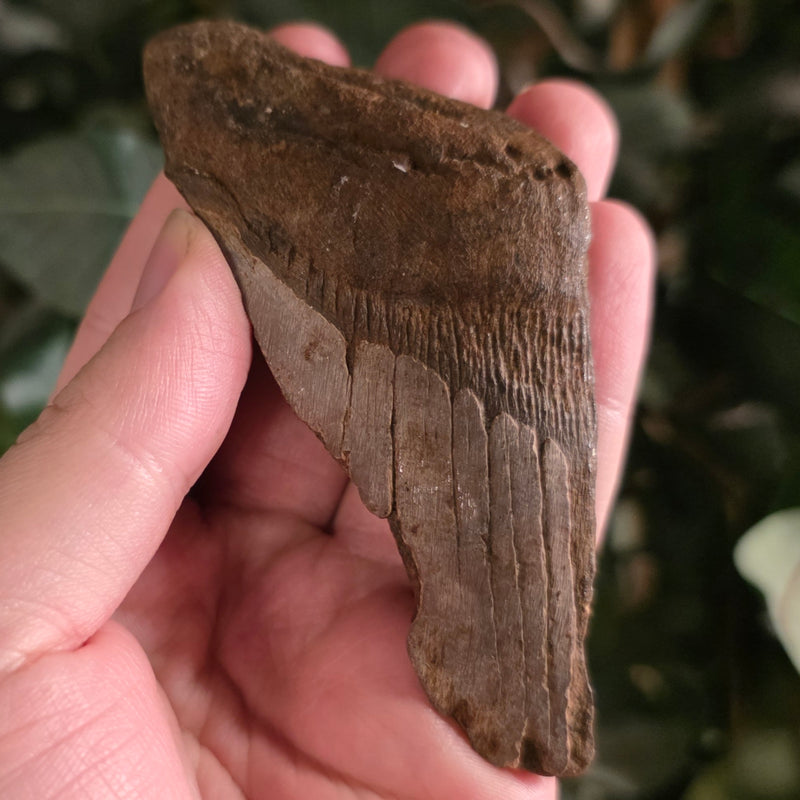 Megalodon Tooth P (3.75")