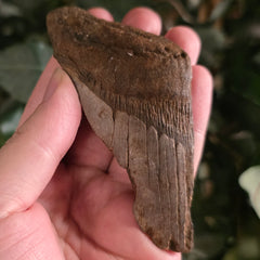Megalodon Tooth P (3.75