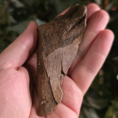 Megalodon Tooth P (3.75