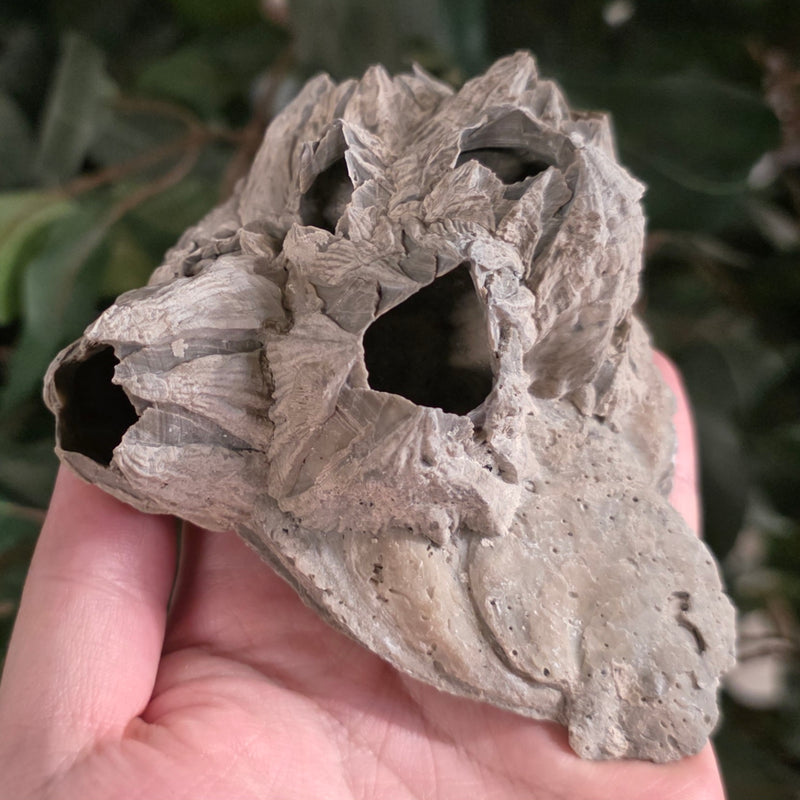 Fossilized Barnacles, Florida D