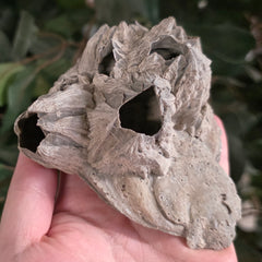 Fossilized Barnacles, Florida D